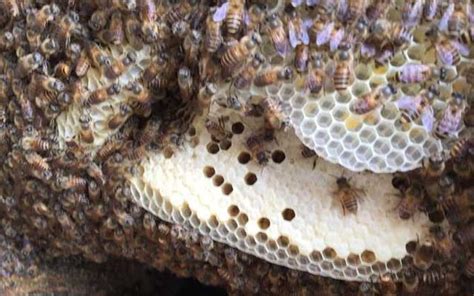 處女座今天的幸運色 蜜蜂在家築巢怎麼辦